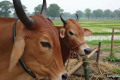 পশুর হাটসংলগ্ন ব্যাংক বুধবার রাত ১০টা পর্যন্ত খোলা থাকবে