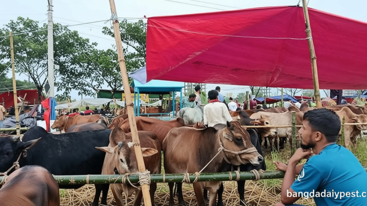 বৃষ্টির বাগড়া কাটিয়ে জমে উঠছে কোরবানির পশুর হাট