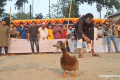 হাঁস ধরা-হাঁড়ি ভাঙা আর লোকজ খেলায় মুখর পোড়াবাড়ীয়া
