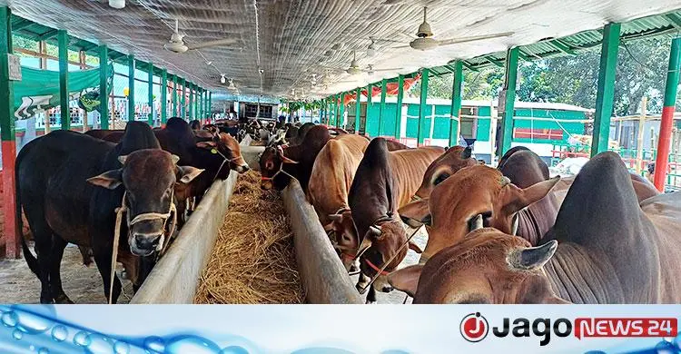 চার বন্ধুর বাজিমাত / ৫টি দিয়ে খামার শুরু, কোরবানিতে ৪০০ গরু বিক্রির আশা