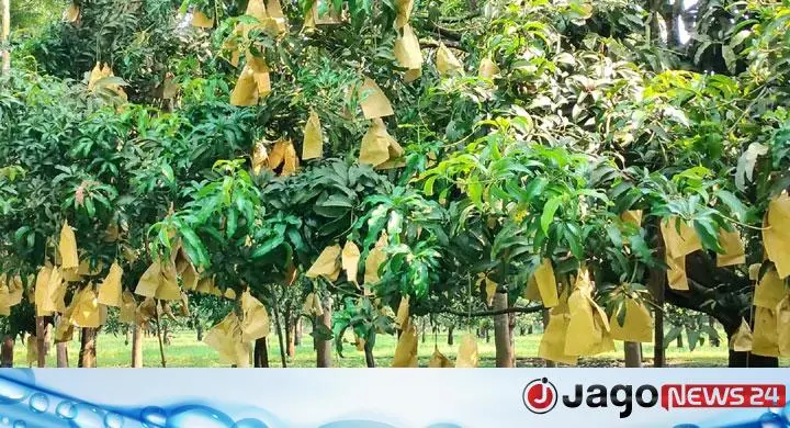ফ্রুট ব্যাগের সংকটে ধুঁকছে চাঁপাইনবাবগঞ্জের আম চাষিরা