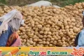 আলু বাণিজ্যে বড় সিদ্ধান্ত পশ্চিমবঙ্গের