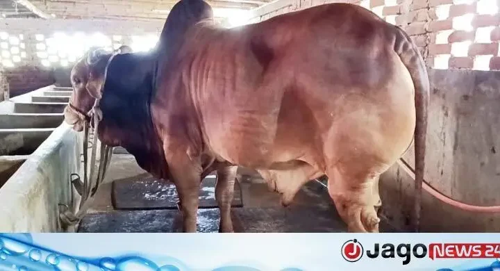 মাগুরার হাটে নজর কাড়বে ৩০ মণের ‘লালু’