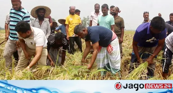 নওগাঁয় কৃষকের ধান কেটে দিলেন এমপি ফজলে হুদা