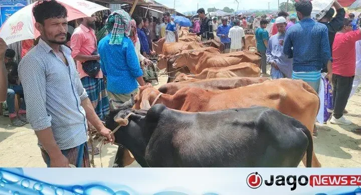 পাহাড়ের কোলে বেড়ে ওঠা গরুতে ভরপুর রাঙ্গামাটির মাইনীমুখ হাট