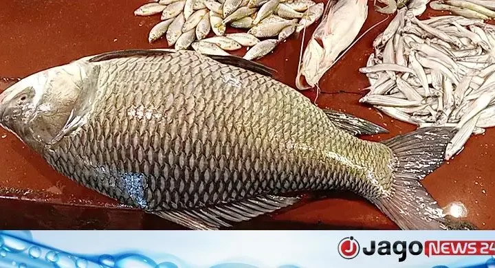 রাজশাহীর বাজারে ১২ কেজির কাতল, দাম ১৪ হাজার