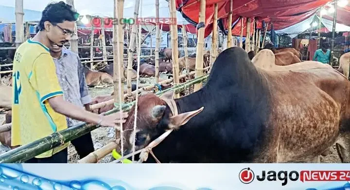 হাট ঘুরে দাম যাচাই করছেন ক্রেতারা, ছোট-মাঝারি গরুতেই বেশি আগ্রহ