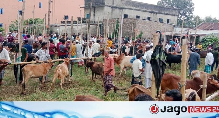 মৌলভীবাজারে ক্রেতাদের আকর্ষণ ছোট-মাঝারি গরু
