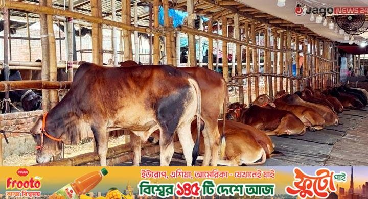 গরুতে সয়লাব খামার, হাটের ঝামেলা এড়িয়ে শখের ক্রেতাদের ভিড়
