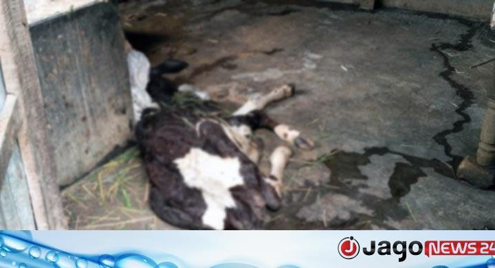 ‘ল্যাম্পি স্কিন’ প্রকোপ / বগুড়ায় একের পর এক মারা যাচ্ছে কোরবানির জন্য প্রস্তুত করা গরু
