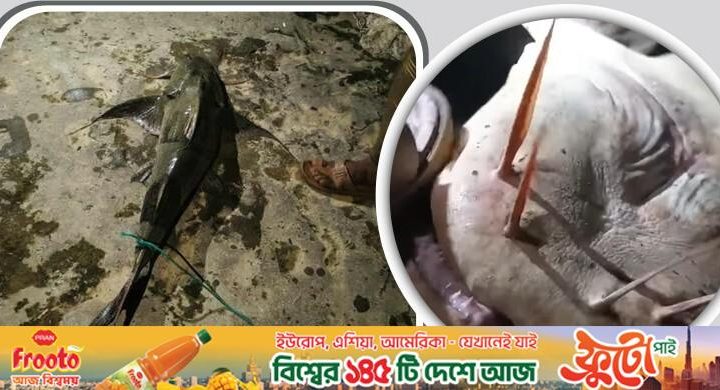 সাঙ্গু নদীতে ধরা পড়লো ১৫ কেজির বাঘা আইড়