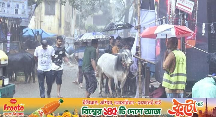 কোরবানির হাটে বৃষ্টির হানা, বিপাকে গরুর ব্যাপারীরা