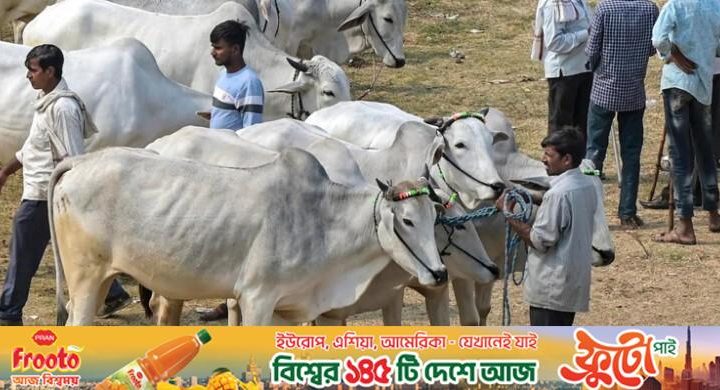 ভারতে মুসলিমরা কেন গরুকে ‘জাতীয় পশু’ ঘোষণা চান?