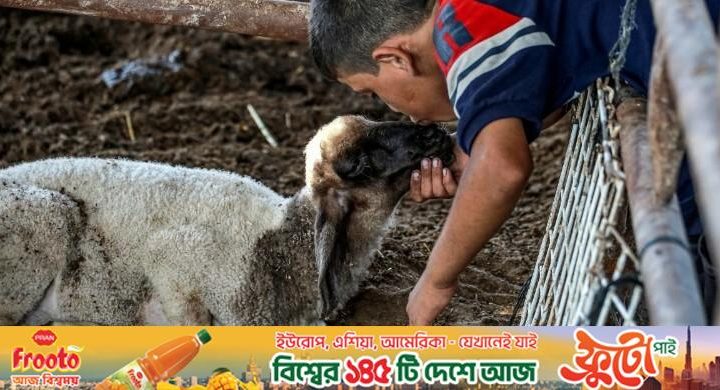 ঈদে কোন দেশে কী পশু কোরবানি দেওয়া হয়?