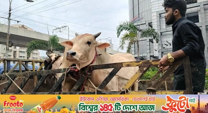 পিকআপে গরু নিয়ে ফিরছেন ক্রেতা, এখন আর কেউ জানতে চায় না ‘দাম কত’