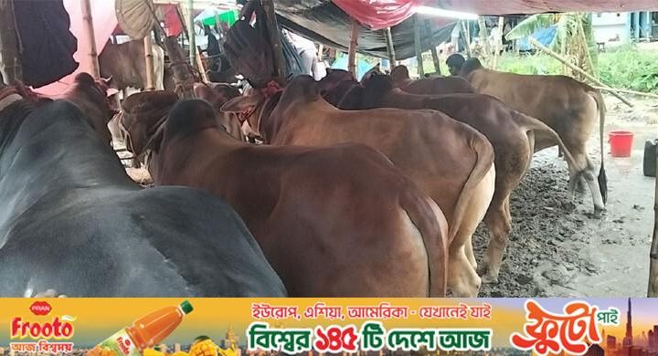 বৃষ্টি-কাদা উপেক্ষা করে জমজমাট শাহজাহানপুর ও কমলাপুর পশুর হাট