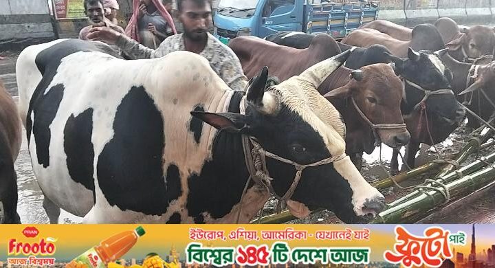 কাদাপানিতে মাখামাখি হাট, দরদামে মিলছে না ক্রেতা-বিক্রেতার