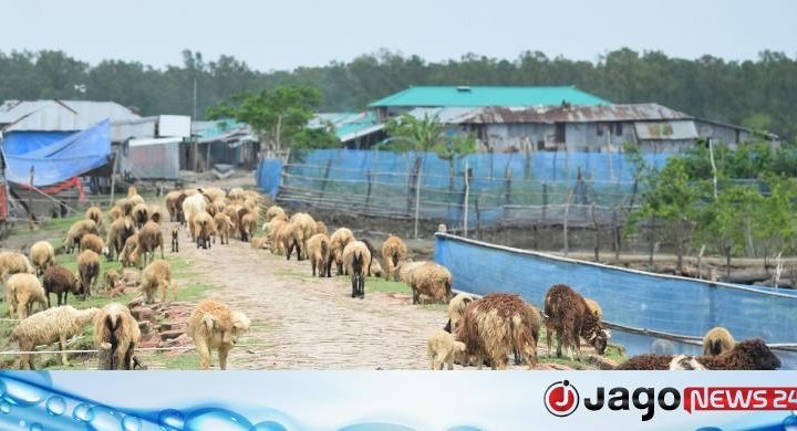কোরবানির হাটে ভেড়ার নীরবতা: ধর্মীয় অনুমোদন থাকলেও চাহিদা কম