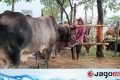 সাত লাখে বিক্রি হলো ১৬ লাখ টাকা দাম চাওয়া সেই গরু