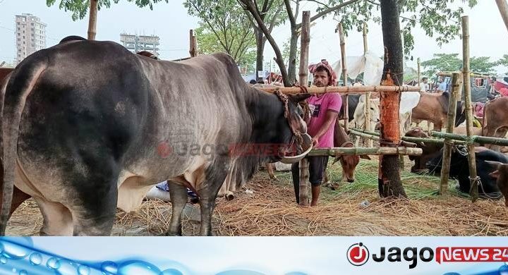 সাত লাখে বিক্রি হলো ১৬ লাখ টাকা দাম চাওয়া সেই গরু