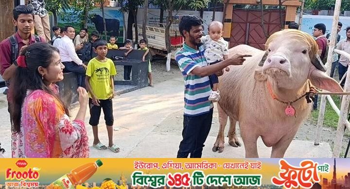 স্বরাষ্ট্রমন্ত্রীর হস্তক্ষেপ, কোরবানি হচ্ছে না ডোনাল্ড ট্রাম্প মহিষের