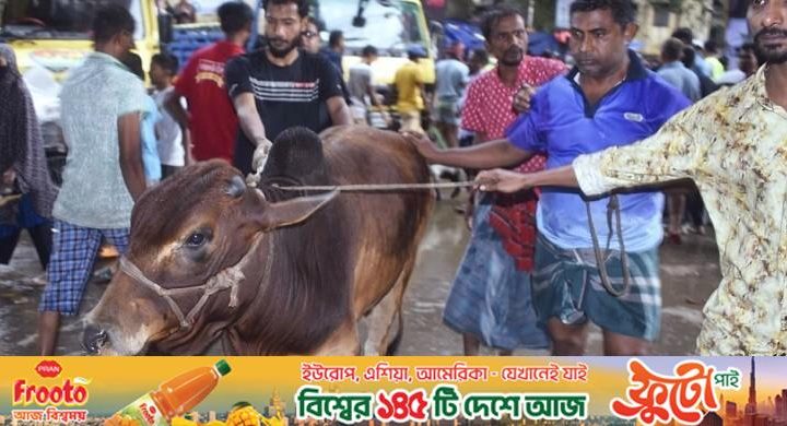 ঢাকার হাটে ৩৫ হাজার টাকায়ও মিলছে কোরবানির গরু
