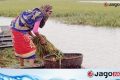 হাওরে হাসির বদলে কান্নার ঈদ