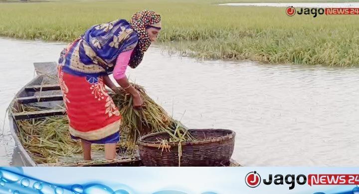 হাওরে হাসির বদলে কান্নার ঈদ