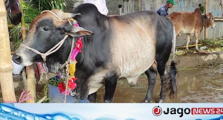 সেই ‘রয়েল’ বিক্রি হলো ৩ লাখ ৩৭ হাজারে, দাম নিয়ে হতাশ খামারি