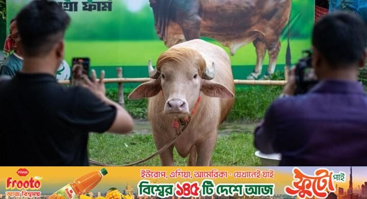 তারকা খ্যাতি বাঁচাল প্রাণ / বাংলাদেশের ‘ট্রাম্প মহিষ’ নিয়ে বিশ্ব গণমাধ্যমে ফের তোলপাড়