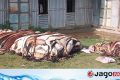 বিক্রি না হওয়ায় মাটিতে পুঁতে ফেলা হলো দেড় শতাধিক চামড়া