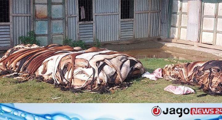 বিক্রি না হওয়ায় মাটিতে পুঁতে ফেলা হলো দেড় শতাধিক চামড়া