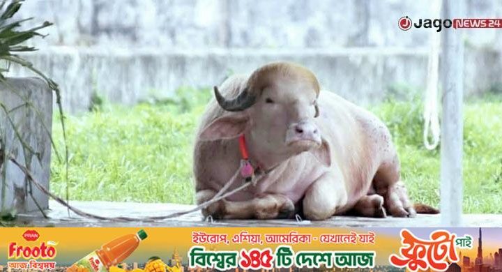 ‘ডোনাল্ড ট্রাম্প’ মহিষটি কি আসলেই বিরল প্রজাতির?