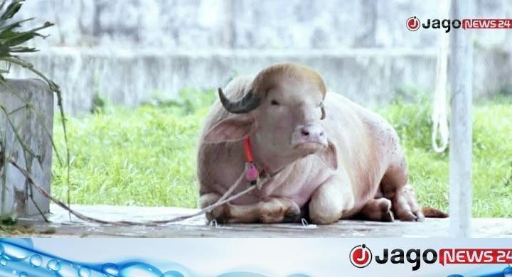‘ডোনাল্ড ট্রাম্প’ মহিষের নামের বানান ভুল, চিড়িয়াখানার কিউরেটরকে বদলি