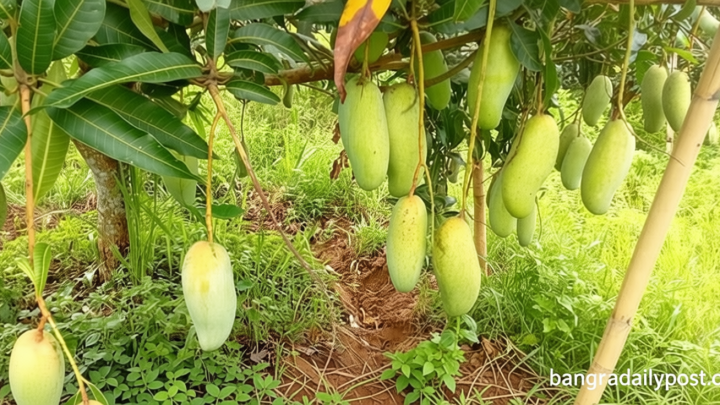 পাহাড়ে আমের ছড়াছড়ি: দাম কমায় ক্রেতা খুশি, লোকসানে চাষি