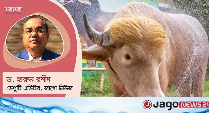 মহিষ ট্রাম্পের মহিমা: এক মহিষ, বহু কাণ্ড