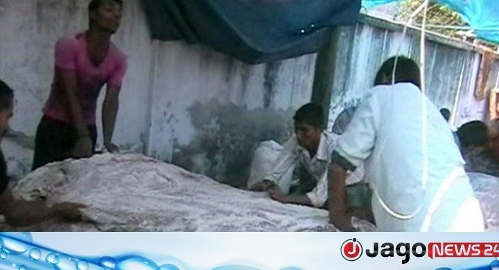 লবণ মাখানো চামড়ায় ভরে উঠছে নাটোরের আড়ত