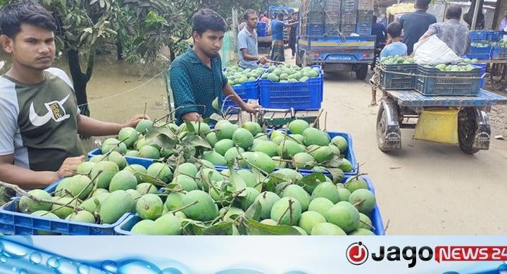 হাঁড়িভাঙ্গা আম ঘিরে জমজমাট পদাগঞ্জ হাট
