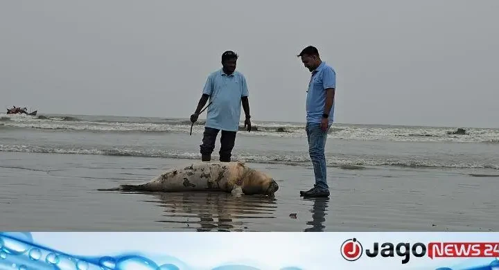 কুয়াকাটা সৈকতে ফের ভেসে এলো মৃত ইরাবতী ডলফিন