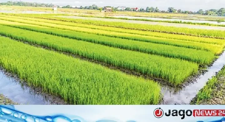অতিভারী বৃষ্টিতে আমন বীজতলা ও চারা রক্ষা করবেন যেভাবে