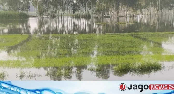 পানির নিচে বীজতলা, হুমকির মুখে আমন উৎপাদন