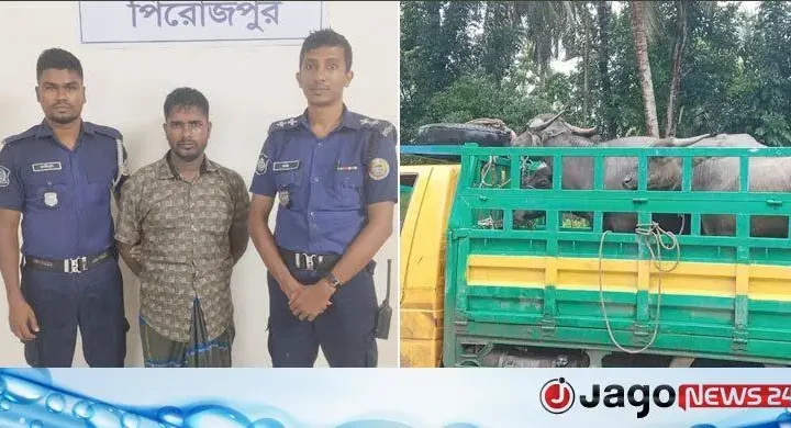পিরোজপুরে ৪ চোরাই মহিষসহ আন্তঃজেলা ডাকাত সর্দার গ্রেফতার