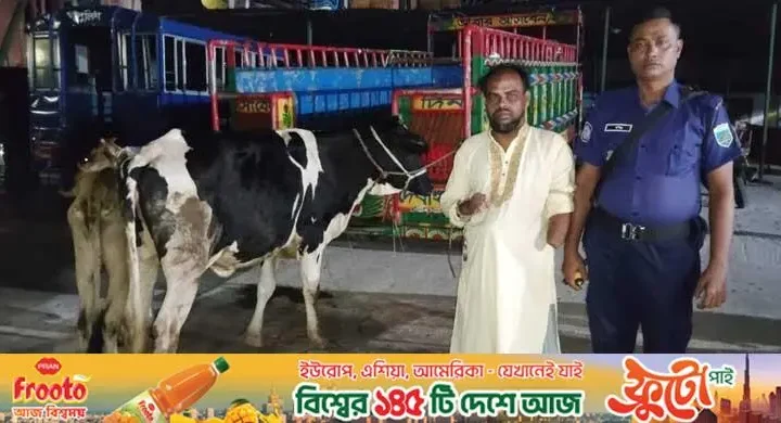 যুবদল কর্মীর বাড়ির আন্ডারগ্রাউন্ড থেকে চুরি হওয়া ২ গরু উদ্ধার
