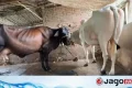 ভারতে সরকারিভাবে গোমূত্র সংগ্রহ শুরু, প্রতি লিটারে মিলবে ২০ রুপি