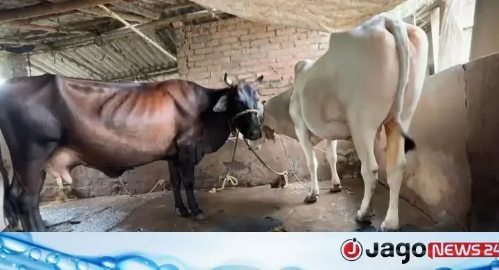ভারতে সরকারিভাবে গোমূত্র সংগ্রহ শুরু, প্রতি লিটারে মিলবে ২০ রুপি