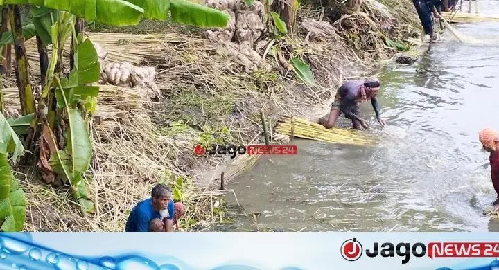 লবণাক্ততার চ্যালেঞ্জে সাতক্ষীরায় নতুন সম্ভাবনা দেশি পাট-৮