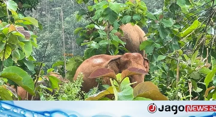মানুষের সঙ্গে ‘সংঘাতে’ হেরে যাচ্ছে রাঙ্গামাটির হাতি