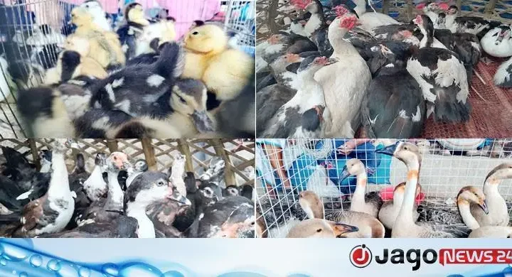 টঙ্গীর পশু-পাখির হাটে হাঁসের রাজত্ব, জোড়া ৮০০-১২০০ টাকা