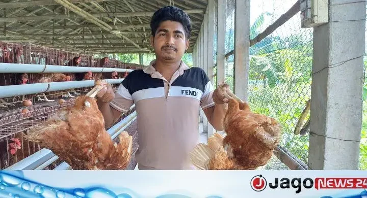 গরম-লোডশেডিংয়ে মরছে মুরগি, পথে বসছেন খামারিরা