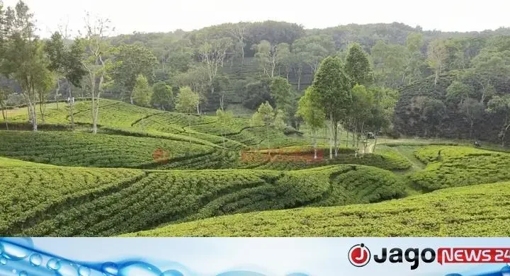 চা শিল্পের উন্নয়নে কমিটি, ৬% সুদে তহবিলের প্রস্তাব